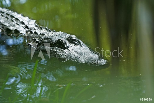 Bild på Sneaky crocodile